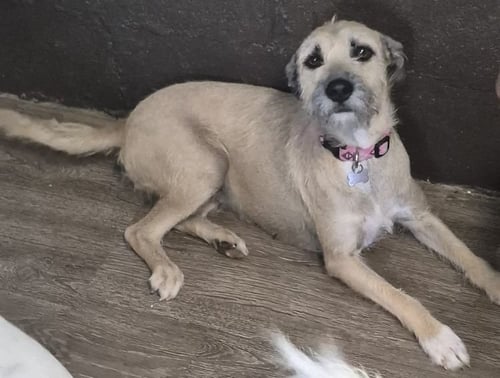 NANCY - Border Terrier available for adoption
