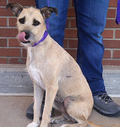 NANCY - Border Terrier available for adoption