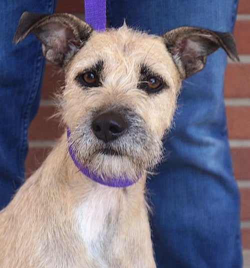 NANCY - Border Terrier available for adoption