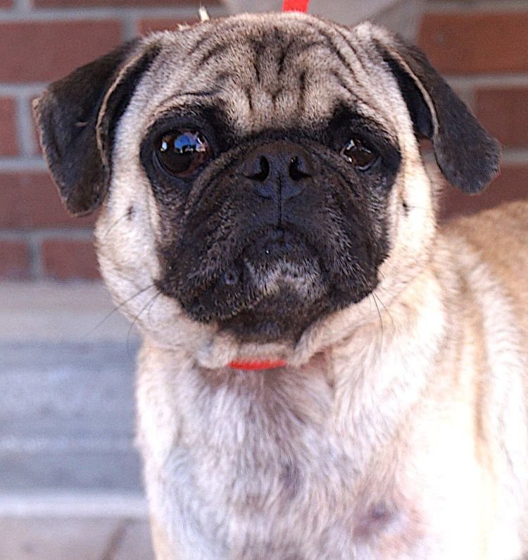 SHELTON - Pug available for adoption