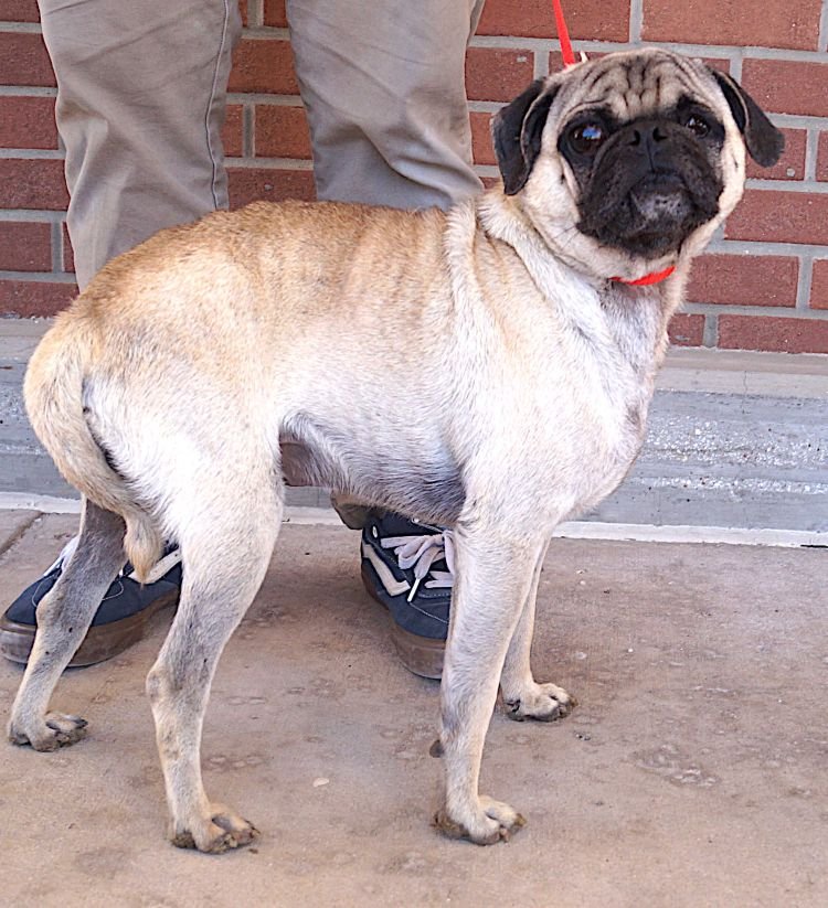 SHELTON - Pug available for adoption