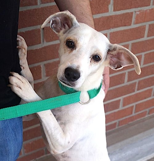 MUSICA - Labrador Retriever available for adoption