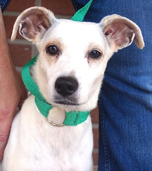 MUSICA - Labrador Retriever available for adoption