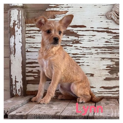 LYNN - Cairn Terrier available for adoption