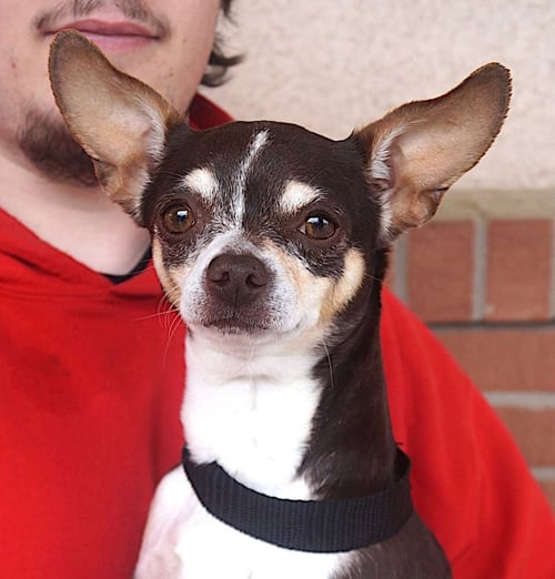 ALGAE - Chihuahua for adoption in Lewisville