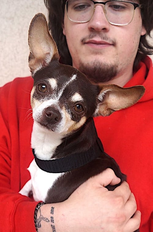 ALGAE - Chihuahua available for adoption