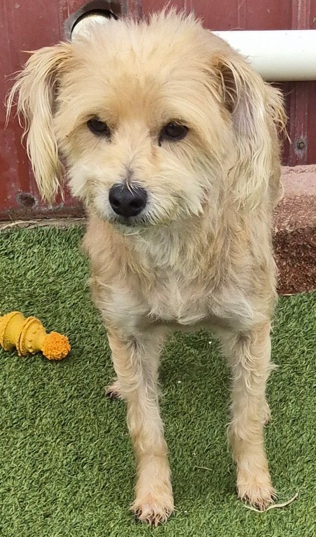 GEORGIE - Shih Tzu available for adoption