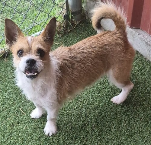 ROVER - Cairn Terrier available for adoption