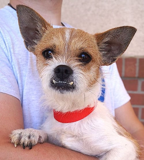 ROVER - Cairn Terrier available for adoption
