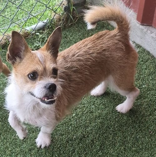 ROVER - Cairn Terrier available for adoption