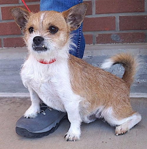 ROVER - Cairn Terrier available for adoption