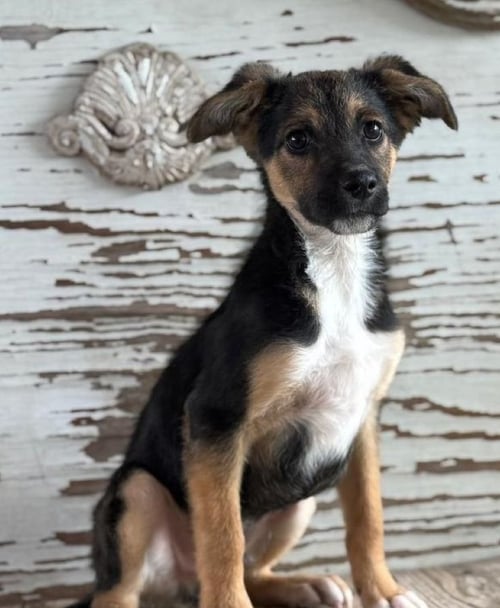 ALDO - Shepherd for adoption in Lewisville