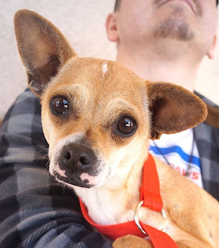 CAMI - Chihuahua for adoption in Carrollton