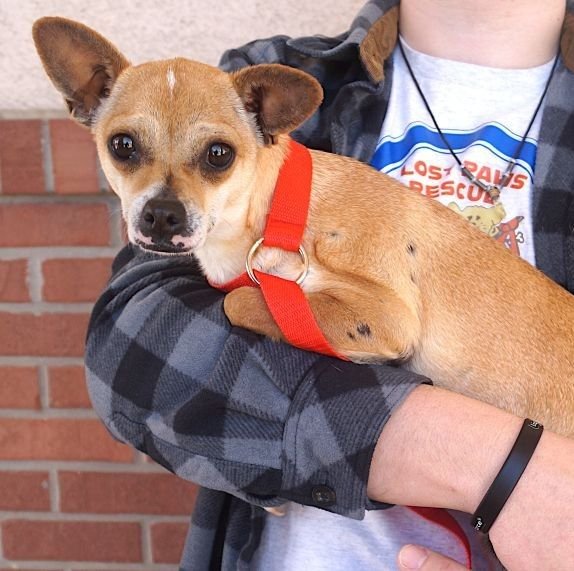 CAMI - Chihuahua available for adoption