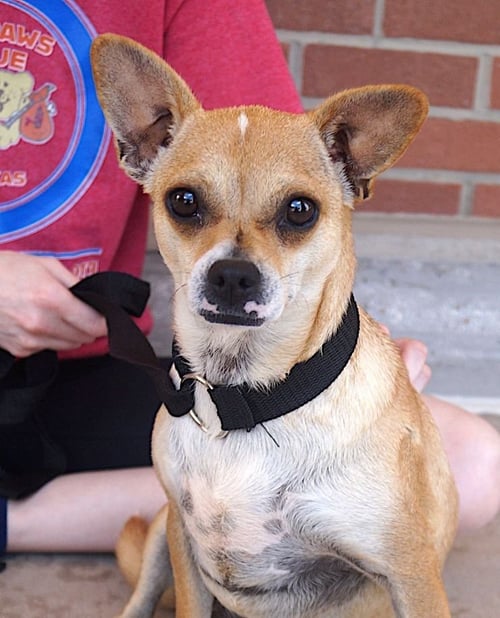 CAMI - Chihuahua available for adoption