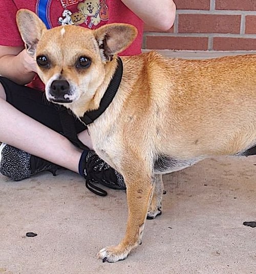 CAMI - Chihuahua available for adoption