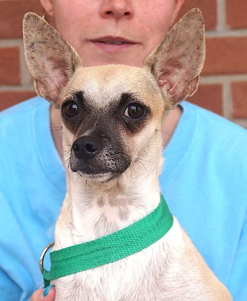 LEYA - Chihuahua available for adoption
