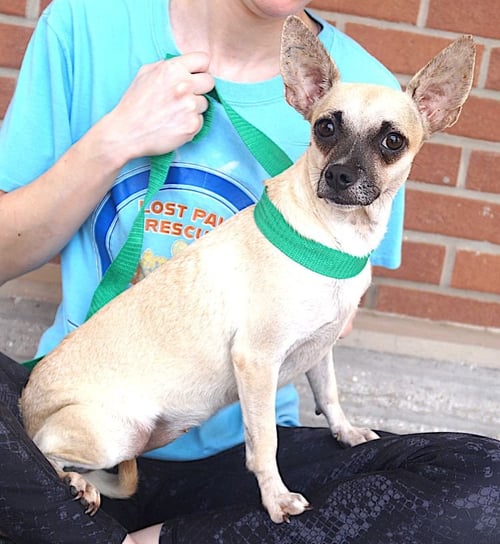 LEYA - Chihuahua available for adoption