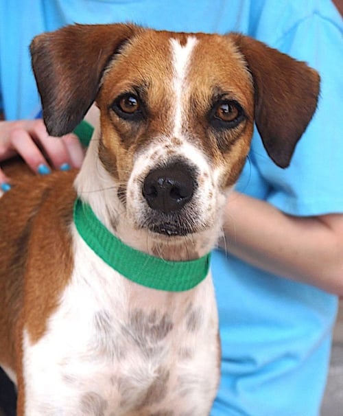 CANDELA - Beagle / Hound available for adoption