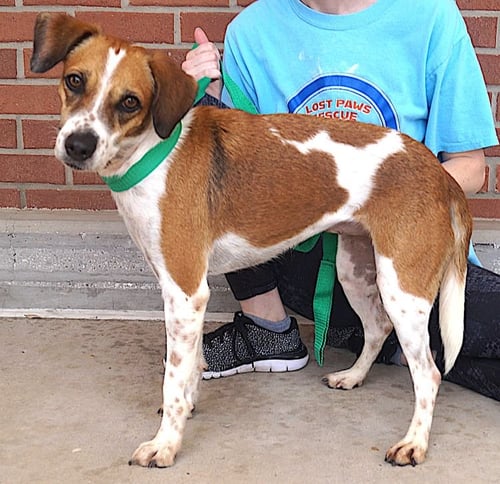 CANDELA - Beagle / Hound available for adoption