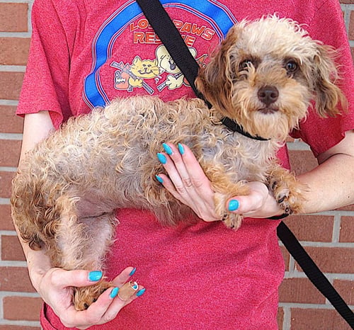 FLEECY - Poodle (Toy) available for adoption