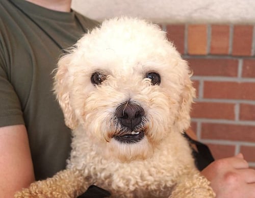 TACO - Poodle (Miniature) available for adoption