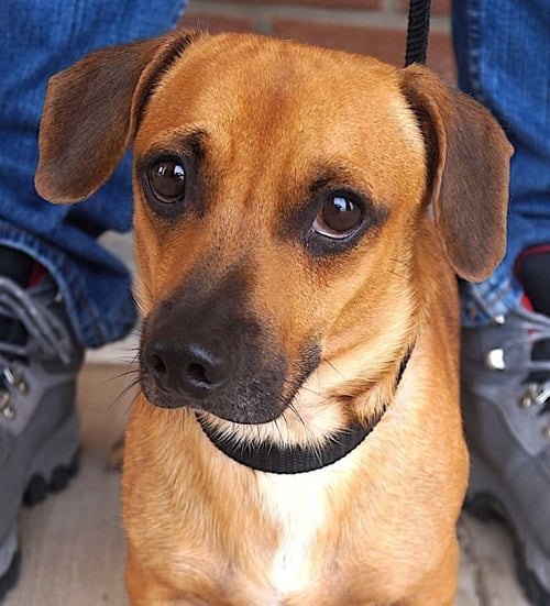 WAYLON - Dachshund available for adoption