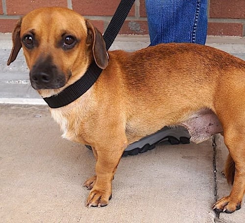 WAYLON - Dachshund available for adoption