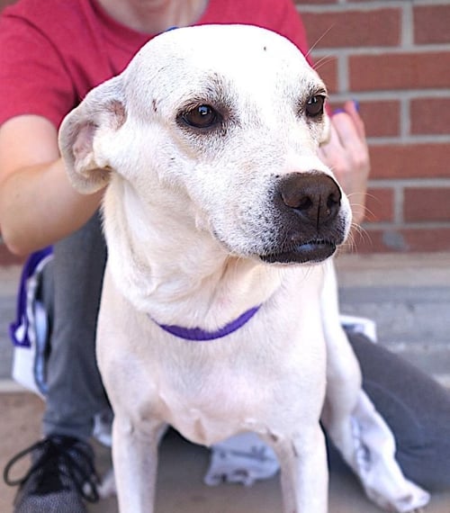 POPPI - Labrador Retriever available for adoption
