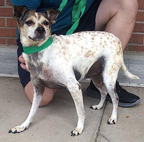 GUS - Rat Terrier available for adoption