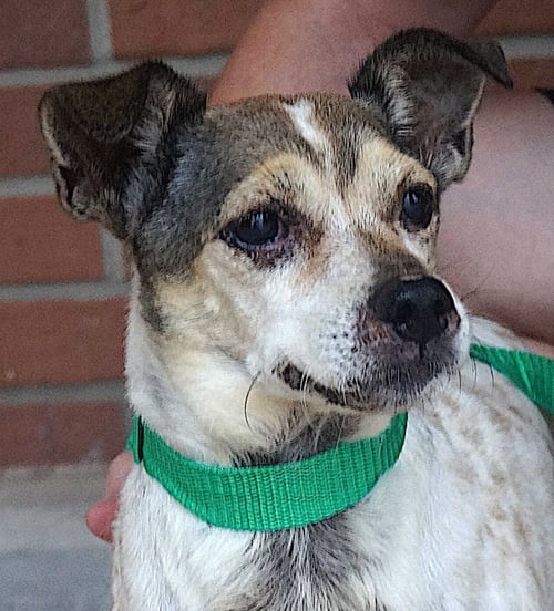 GUS - Rat Terrier available for adoption