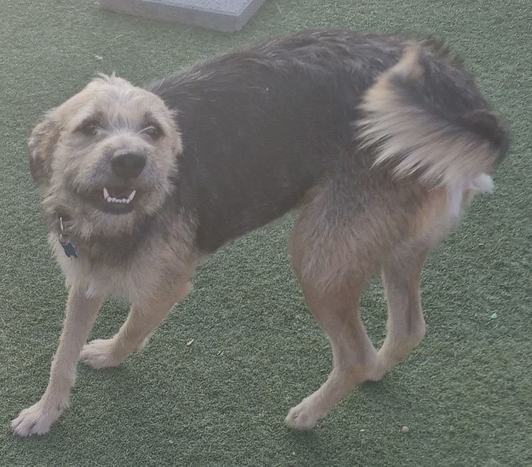 Tammy Image