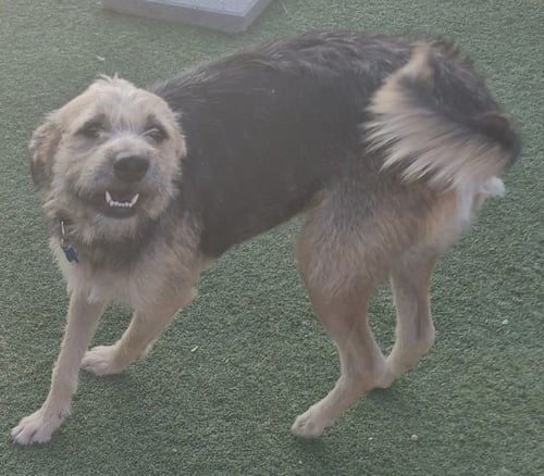 TAMMY - Border Terrier available for adoption