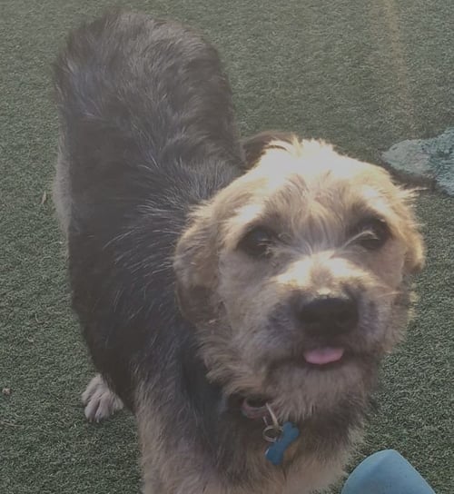 TAMMY - Border Terrier available for adoption