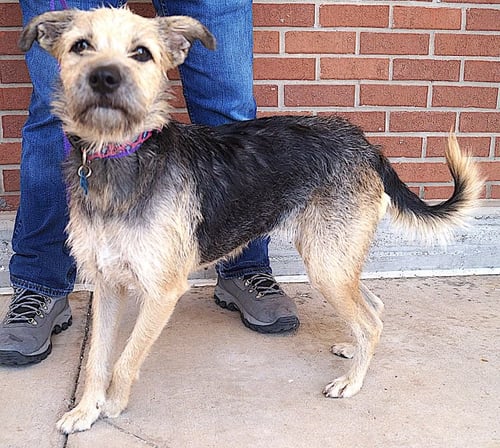 TAMMY - Border Terrier available for adoption