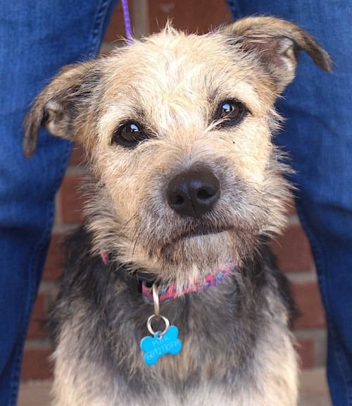 TAMMY - Border Terrier available for adoption