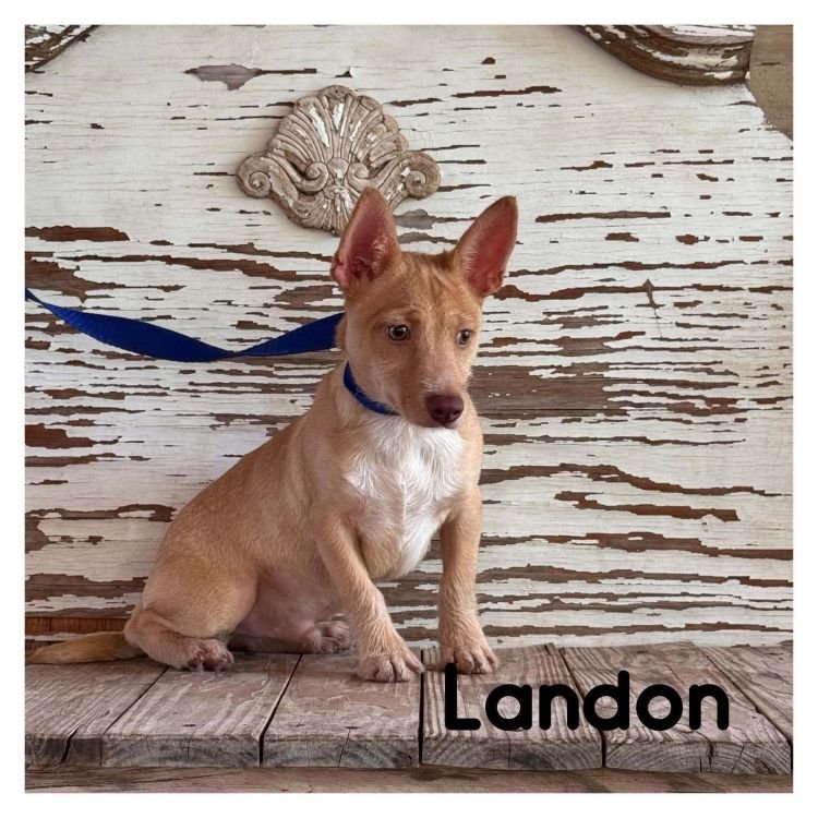 Landon Image