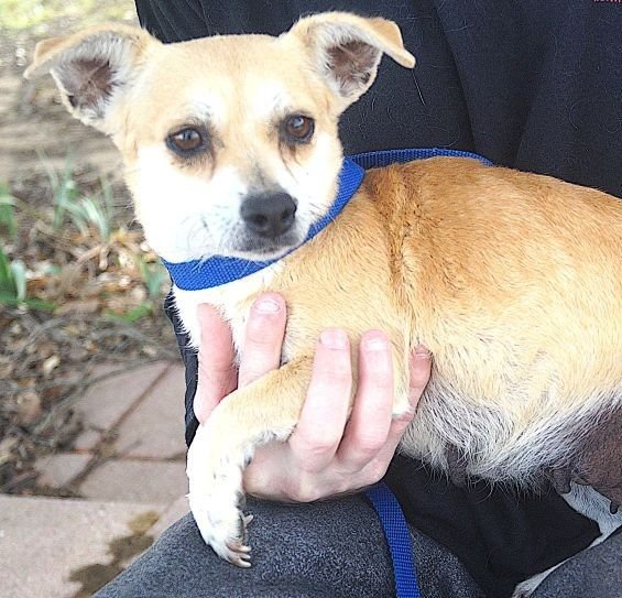 EDEN - Chihuahua available for adoption