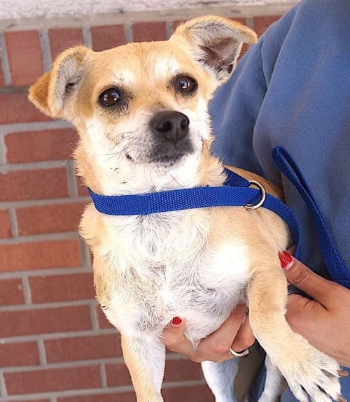 EDEN - Chihuahua available for adoption