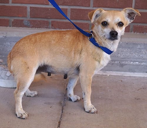 EDEN - Chihuahua available for adoption