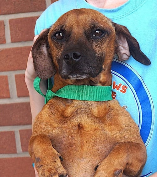 WILLIE - Dachshund available for adoption