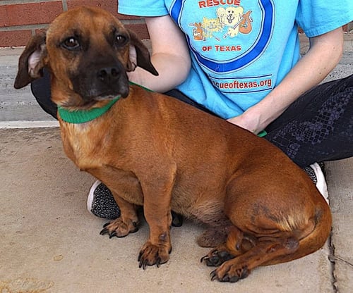 WILLIE - Dachshund available for adoption