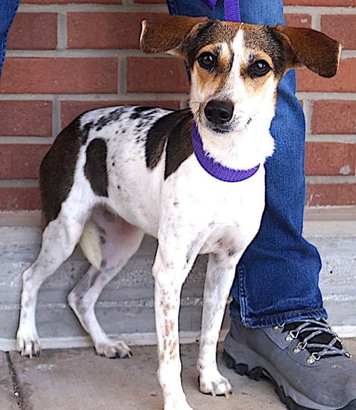 MANCHITAS - Beagle / Hound available for adoption