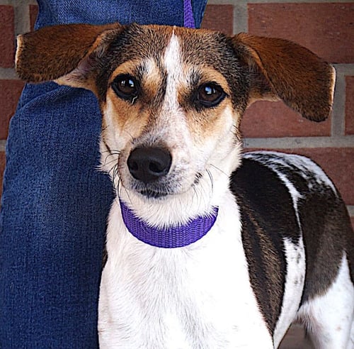 MANCHITAS - Beagle / Hound available for adoption
