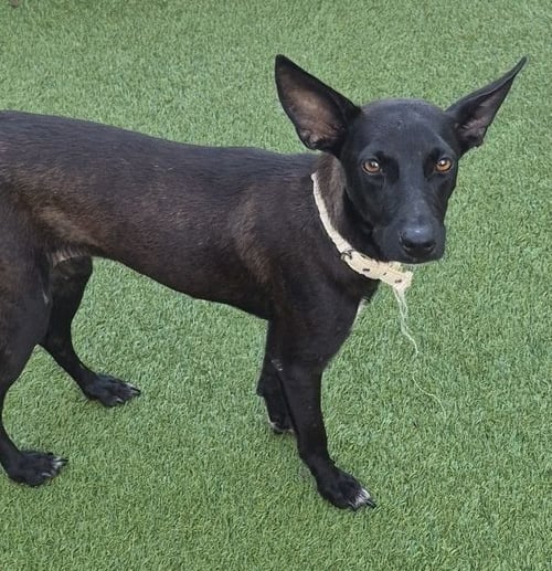 NOVA - Xoloitzcuintle/Mexican Hairless available for adoption