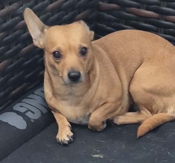 SISTER - Chihuahua available for adoption