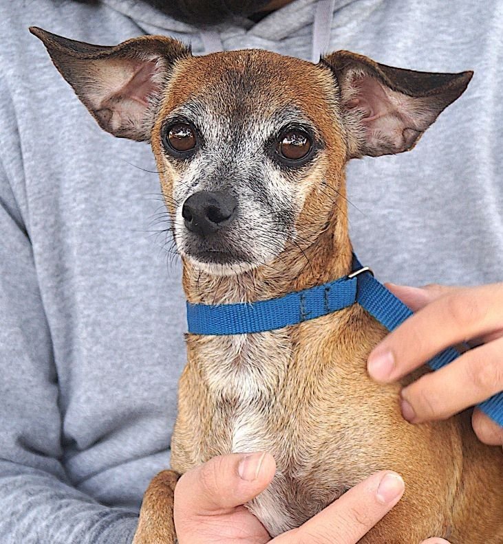 NIKO - Dachshund available for adoption