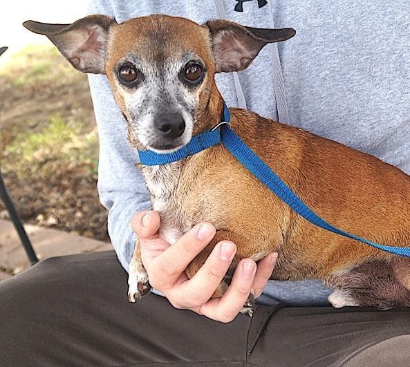 NIKO - Dachshund available for adoption