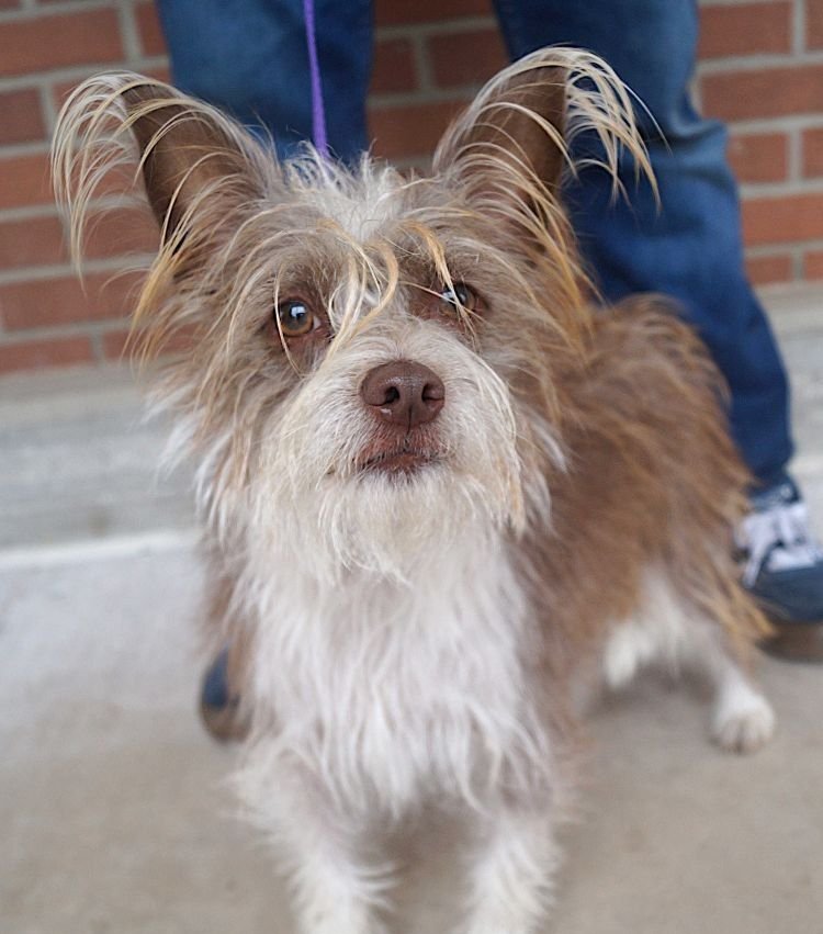 SCOUT - Cairn Terrier available for adoption