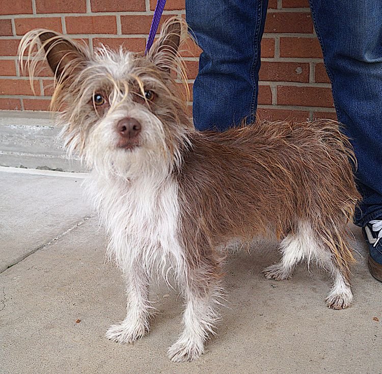 SCOUT - Cairn Terrier available for adoption